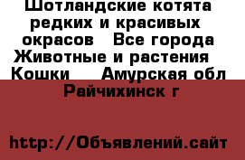 Шотландские котята редких и красивых  окрасов - Все города Животные и растения » Кошки   . Амурская обл.,Райчихинск г.